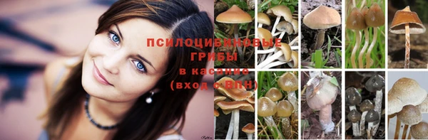 PSILOCYBIN Каменск-Шахтинский